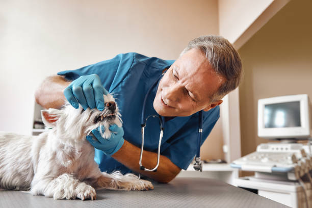 Best Holiday Emergency Dentist in Webster, FL